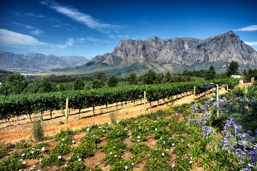 Vineyard in stellenbosch